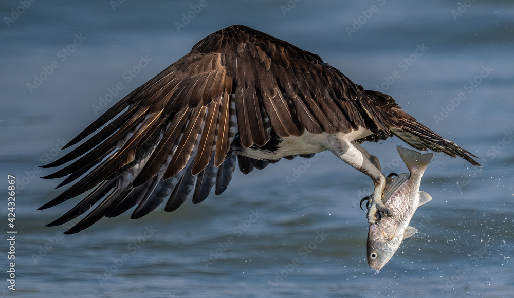 Fototapeta premium An Osprey Fishing in Florida 
