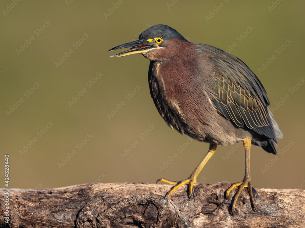 Obraz premium Green Heron in Florida 