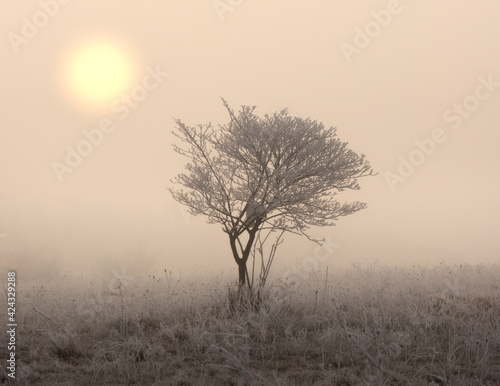 misty sunrise on the frozen field with tree