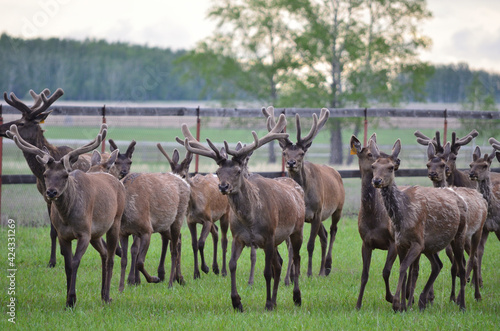 Herd of noble deer.