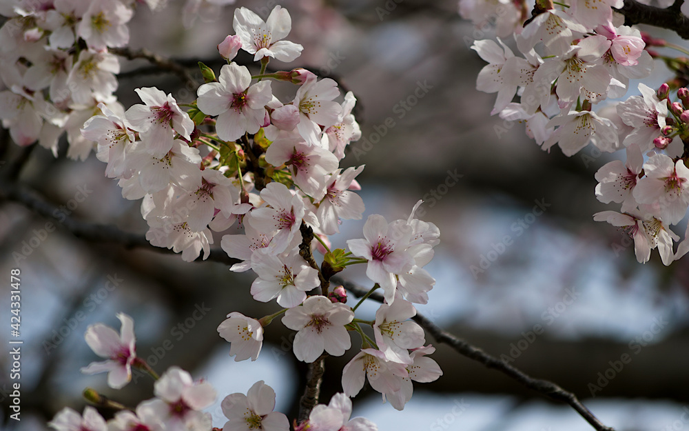 blossom in spring blossom in spring