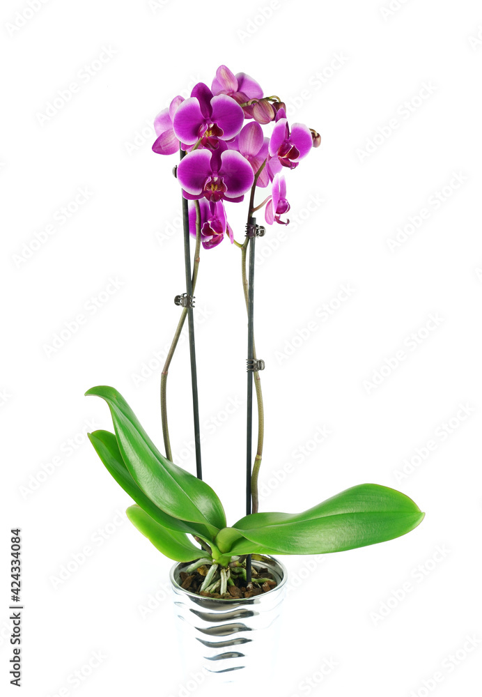 Naklejka premium orchids blooming in pot isolated on white background