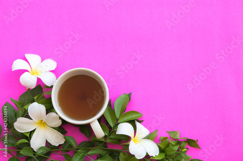 herbal healthy drinks hot tea with white flowers frangipani arrangement flat lay postcard style on background pink