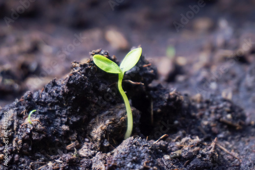 Small plants are growing on the ground.