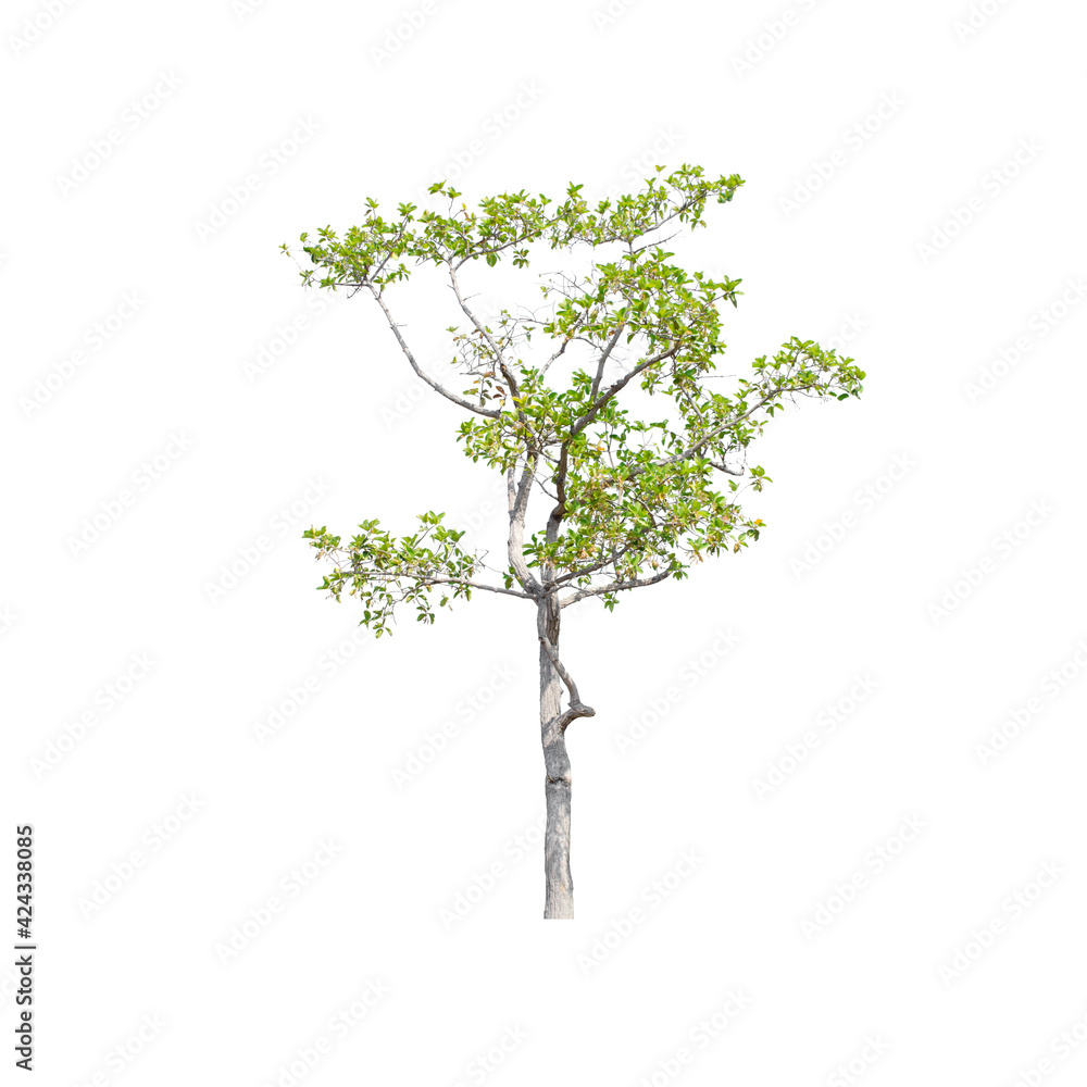 Obraz premium Tree isolated on white background.