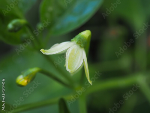 beautiful white flowers Blooming Capsicum frutescens Linn in soft blurred style, with green leaves blur background, macro.
