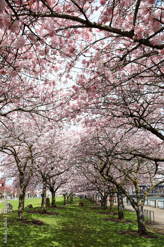 Cherry Blossoms in the Springtime in downtown
Portland. Cherry Blossoms in the Springtime in downtown
Portland.