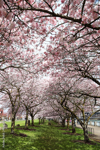 Cherry Blossoms in the Springtime in downtown Portland.