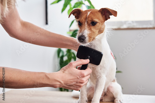 Billede på lærred Woman brushing dog. Owner combing Jack Russell terrier. Pet care