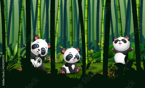 Fototapeta Naklejka Na Ścianę i Meble -  Cute three of pandas in the bamboo forest