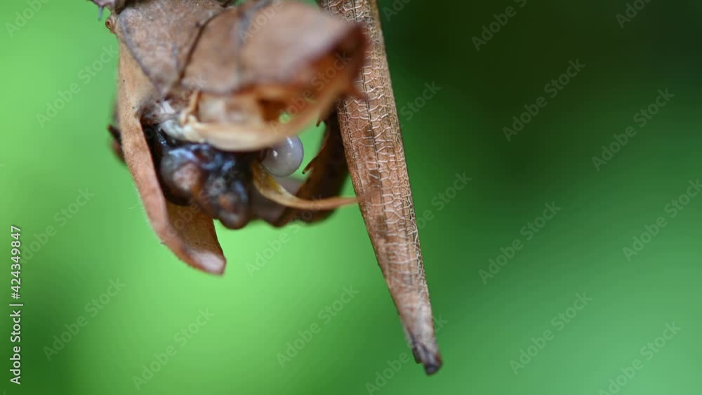 Giant Prickly Stick Insect, Extatosoma tiaratum, rear end of an individual contracting some eggs to come out, smooth green bokeh background. Giant Prickly Stick Insect, Extatosoma tiaratum, rear end of an individual contracting some eggs to come out, smooth green bokeh background.