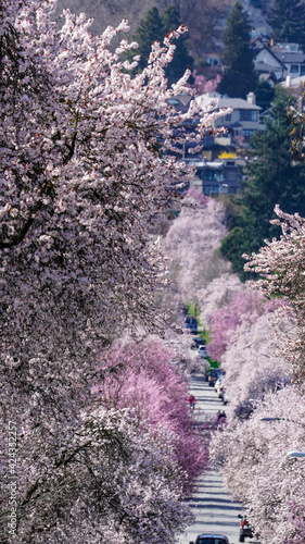 1.5km long street with Cherry blossom in full bloom from East end