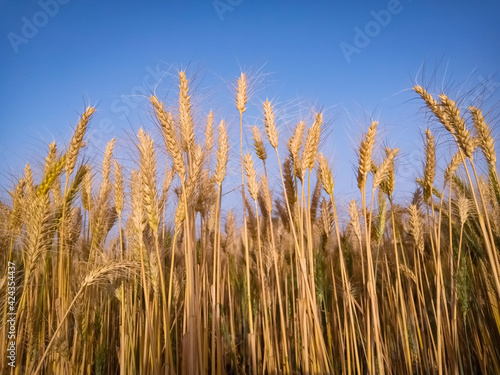 Golden, ripe wheat against blue sky background.