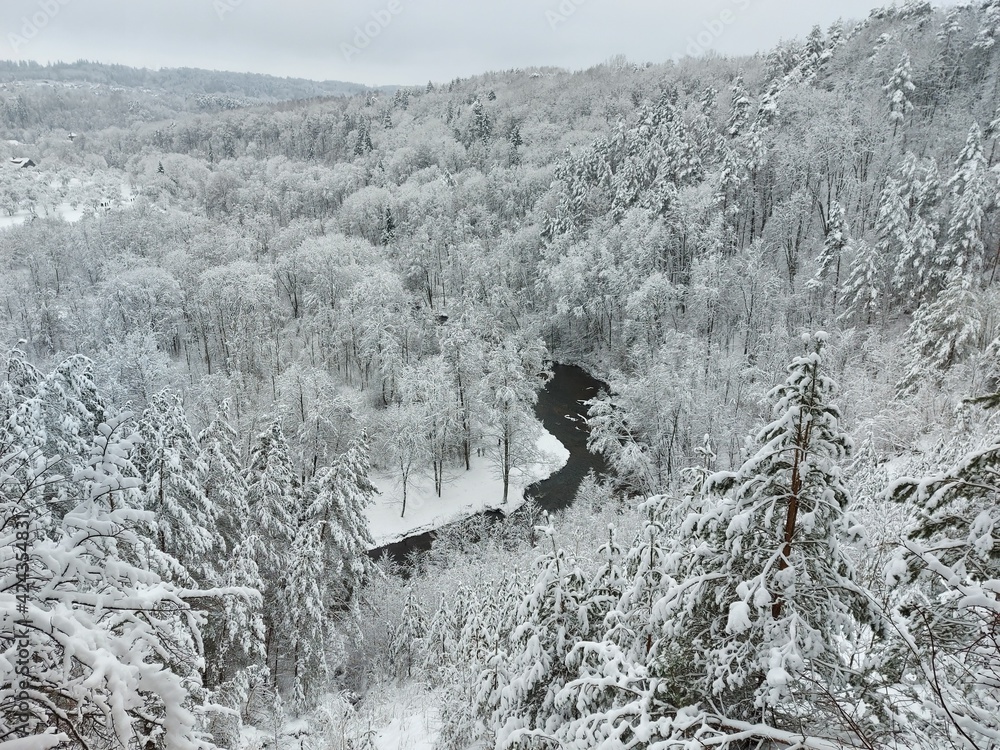 Fototapeta premium snow covered trees