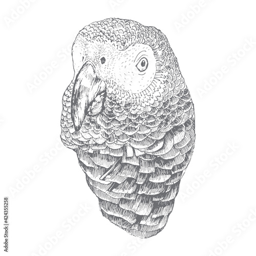 Hand drawn parrot head isolated on white, vector illustration