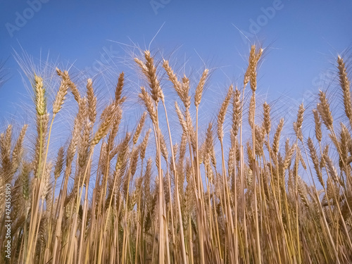 Ears of wheat on a background of blue sky on a sunny summer day