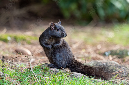 close up of one cute grey squirrel standing on the tree root bumped on the ground in the park