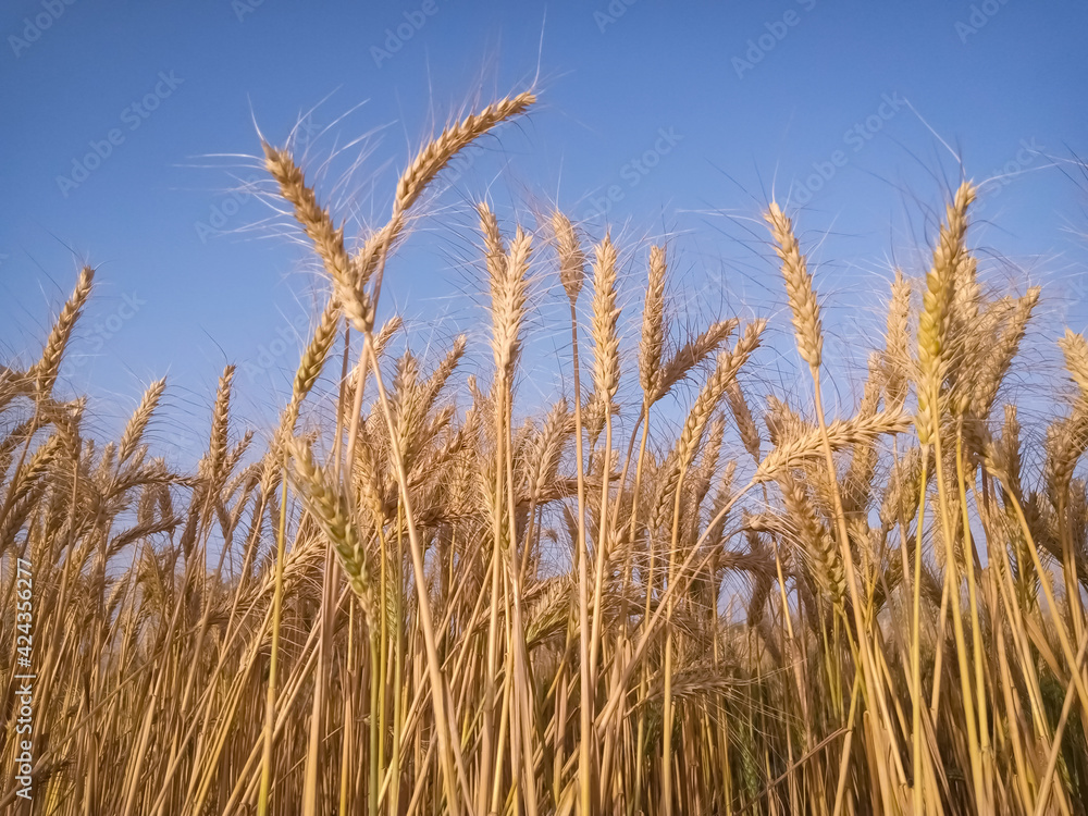 field of golden wheat against the blue sky field of golden wheat against the blue sky