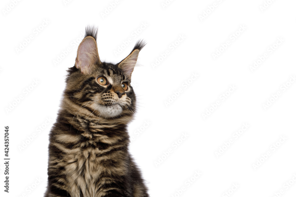 Obraz premium Portrait of Maine Coon Cat Looking at side Isolated on White Background, Profile view