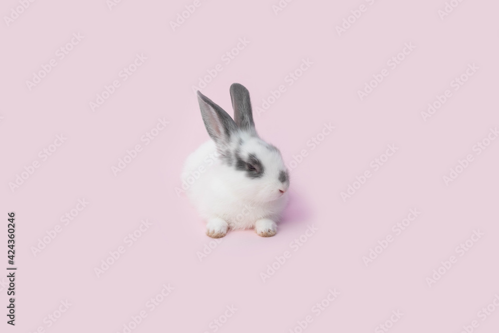 white rabbit on pink background white rabbit on pink background
