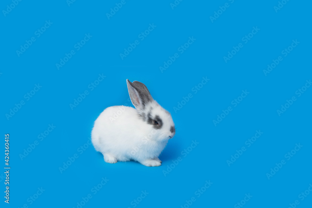 Obraz premium white rabbit on blue background