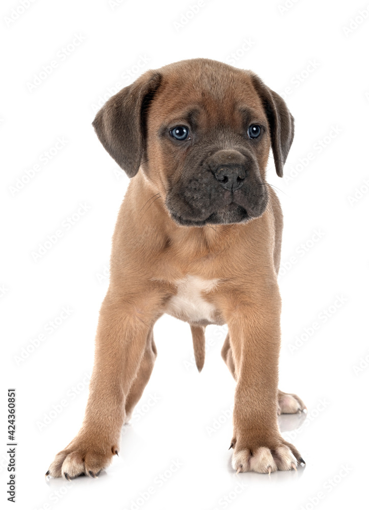 Obraz premium puppy cane corso