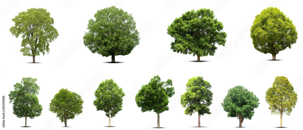 set of trees isolated on white background set of trees isolated on white background
