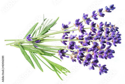 Bunch of lavandula or lavender flowers isolated on white background.