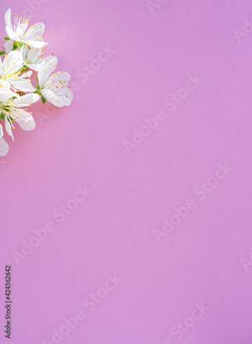 Violet paper blank and flowers of cherry tree on it.