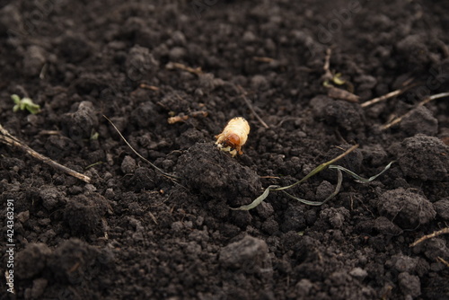 may beetle larva on black excavated ground