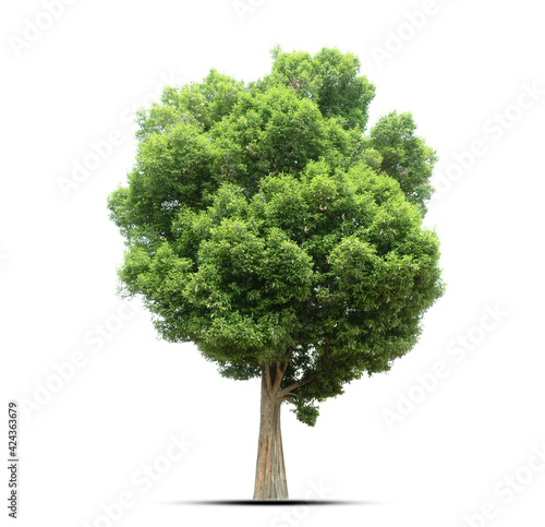 tree isolated on white background