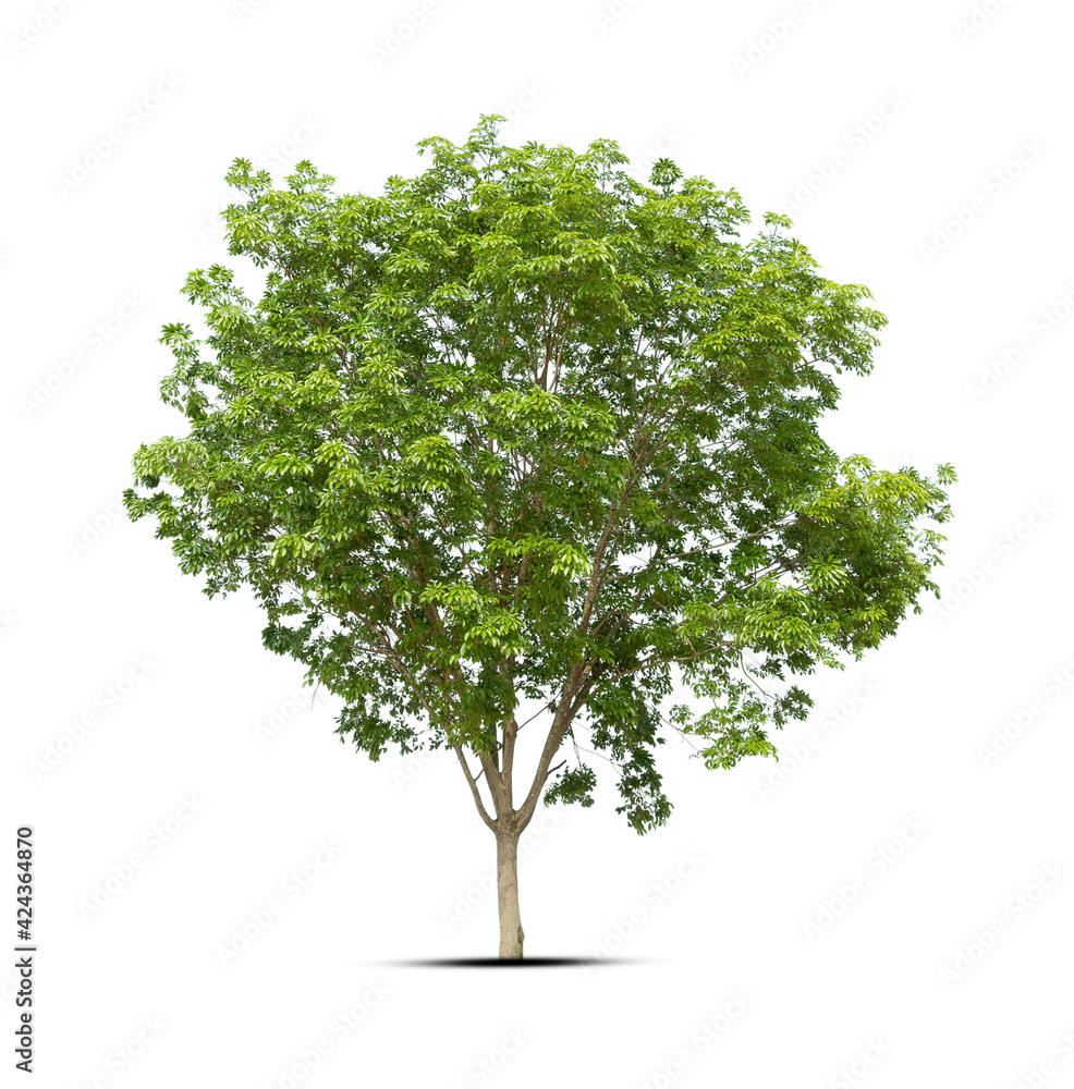 Obraz premium tree isolated on white