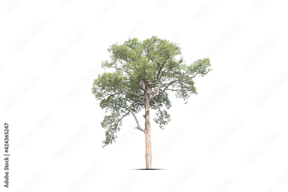 tree isolated on white background tree isolated on white background
