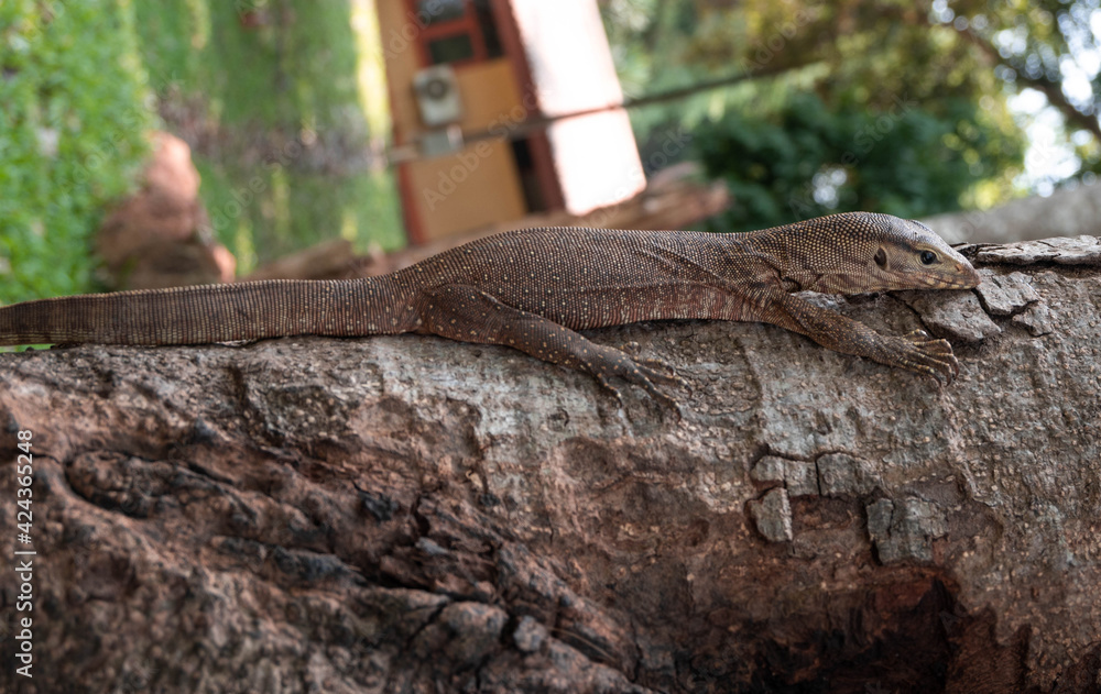 lizard on a tree lizard on a tree