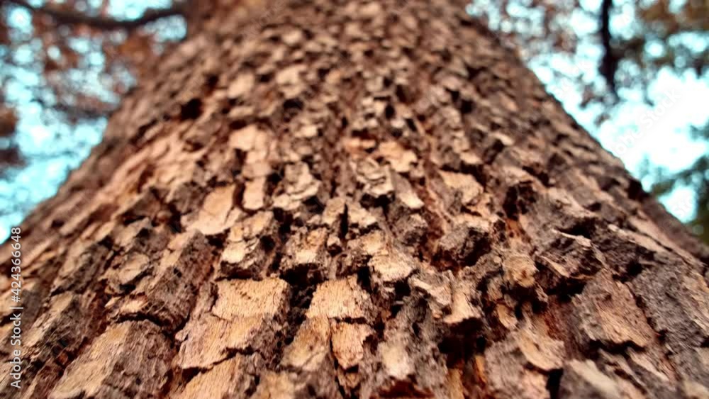 Texture of tree trunk
Close up of texture of an old oak tree bark Texture of tree trunk
Close up of texture of an old oak tree bark