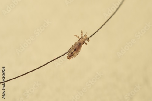 Head lice (louse) on hair