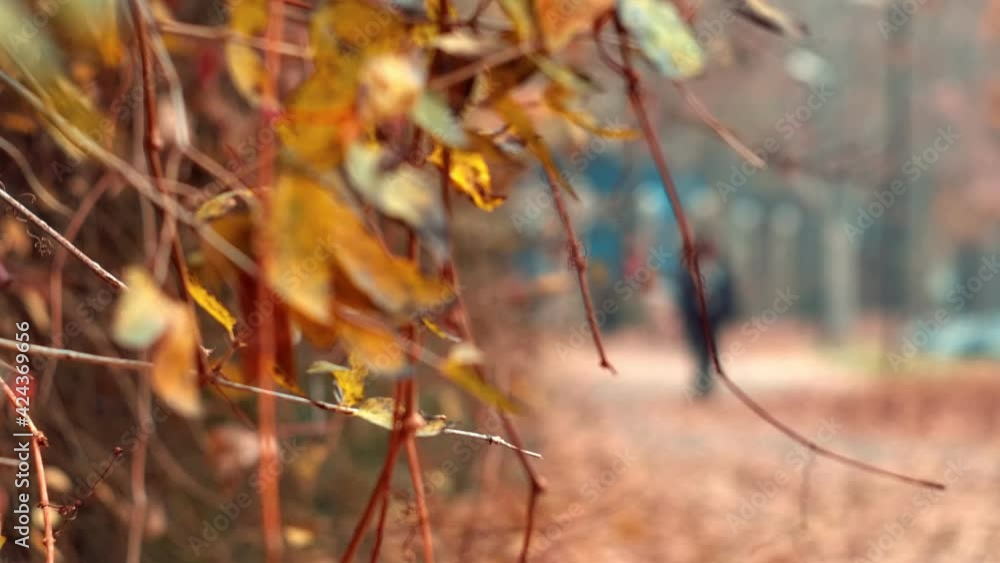 Autumn Scene. Falling colorful Leaves background, Beautiful autumn landscape with yellow leaves. Autumn Scene. Falling colorful Leaves background, Beautiful autumn landscape with yellow leaves.