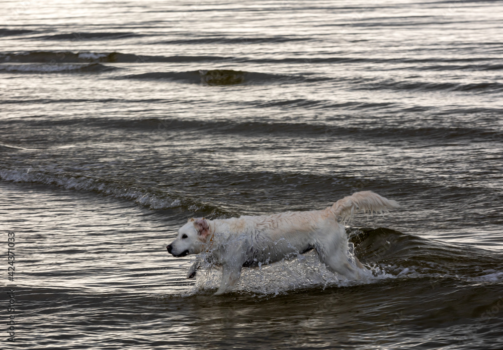 Golden retriever plays in the water on the beach Golden retriever plays in the water on the beach