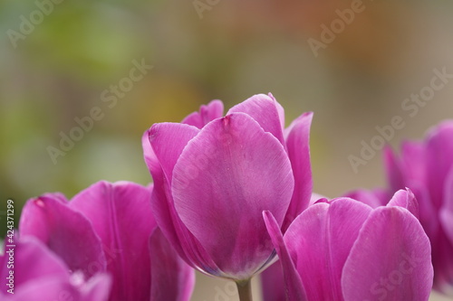 tulip flower in the garden © Matthewadobe
