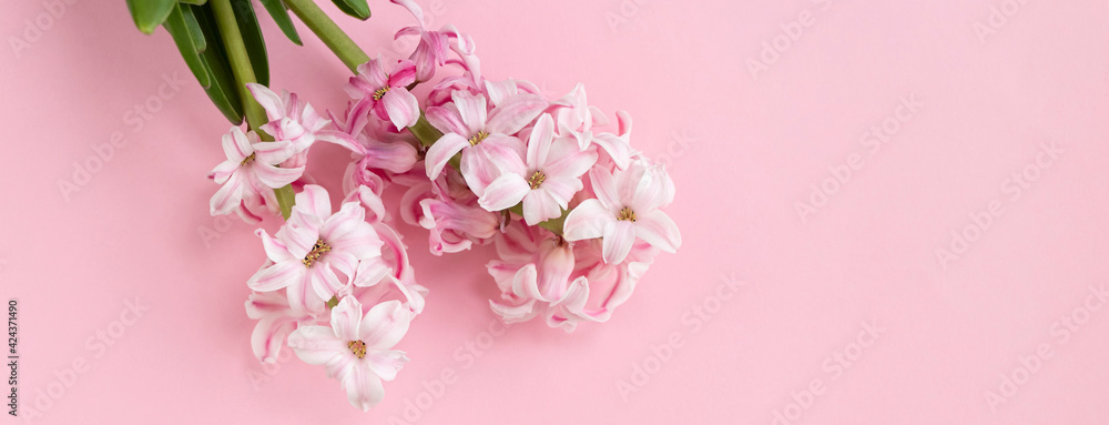 custom made wallpaper toronto digitalhyacinth flowers on pastel pink colors with space for your text. Spring coming concept. Spring or summer background.