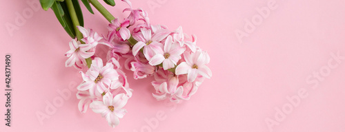 Wallpaper Mural hyacinth flowers on pastel pink colors with space for your text. Spring coming concept. Spring or summer background. Torontodigital.ca