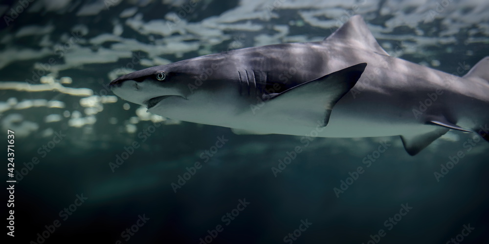 Fototapeta premium requin