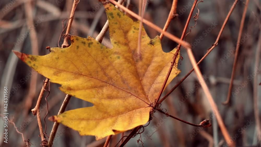 Lonely yellow leaf on the tree Single yellow leaf sways in wind. Close up. Slow-motion video. Lonely yellow leaf on the tree Single yellow leaf sways in wind. Close up. Slow-motion video.