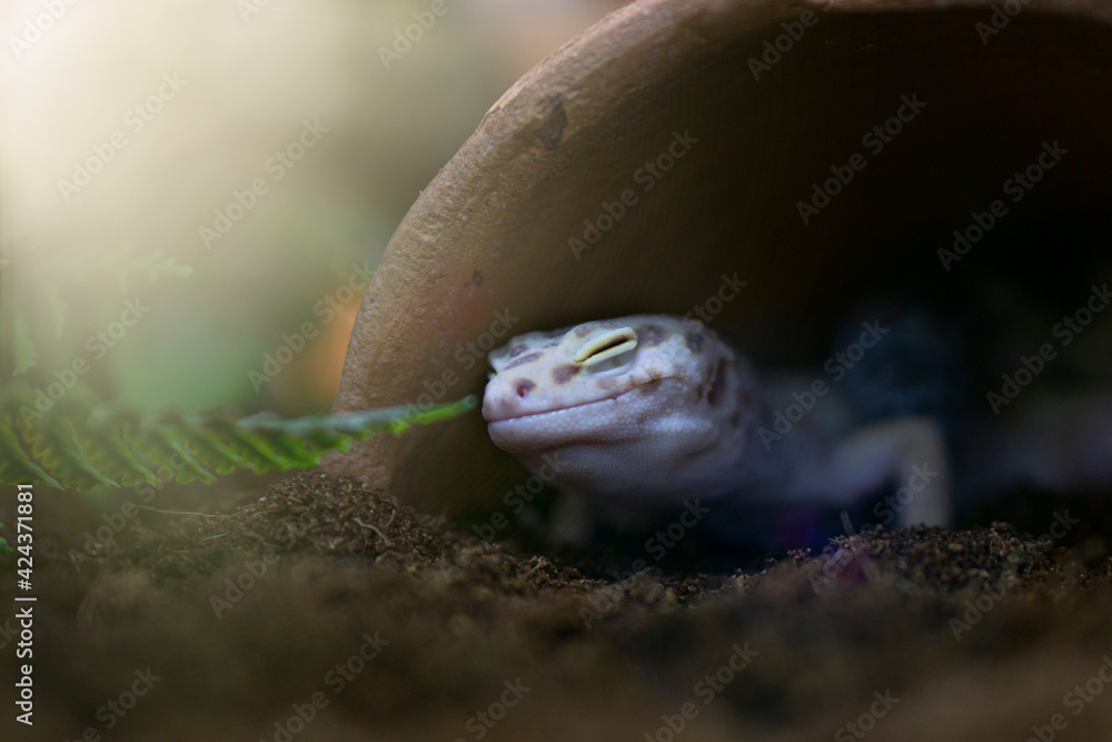gecko  warm om sunlight in a rainforest  . terrarium zoo , exotic pets  concept