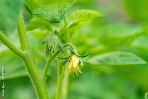Close up of a Small Truss of Small Yellow Tomato Flowers in the Back Garden, with Hairs Called Trichomes Visible on the Stems