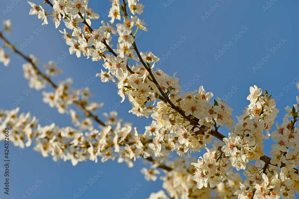wild mirabelle blossom in springtime on a blue sky wild mirabelle blossom in springtime on a blue sky