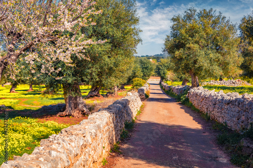 Beautiful spring scenery. Blooming apple tree in olive garden. Sunny spring scene of Apulia countryyside, Italy, Europe. Beauty of nature concept background. photo