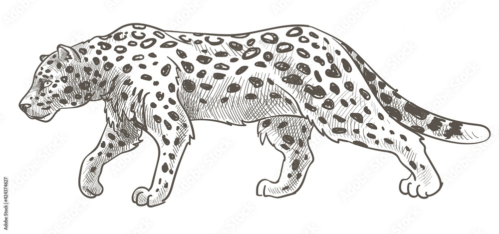 Leopard with spots on fur, still cheetah or tiger