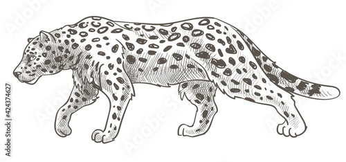 Leopard with spots on fur, still cheetah or tiger