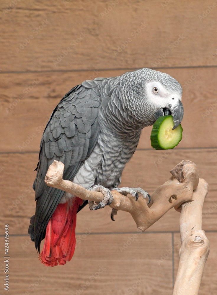 Fototapeta premium grey parrot